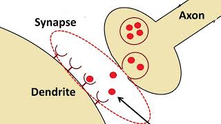 तंत्रिका तंत्र  Neurons and Synapses  Control and coordination  Part 1 [upl. by Sender]