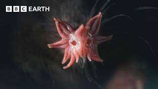 The Weird and Wonderful StarNosed Mole  4K UHD  Mammals  BBC Earth [upl. by Towbin]