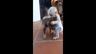 🔴 Icy Monkey When She Was 2 Months Old Memory Footage  Live Stream 013 [upl. by Cram]