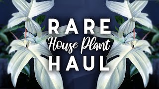 Rare Plant Haul  7 New Rare Houseplants  2019 [upl. by Noerb235]