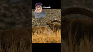 Why elk and goats pee on themselves [upl. by Eckhardt]