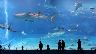 Kuroshio Sea  2nd largest aquarium in the world  song is Please Dont Go by Barcelona [upl. by Adley925]