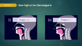 Introduction to Articulatory Phonetics Vowels [upl. by Tini553]