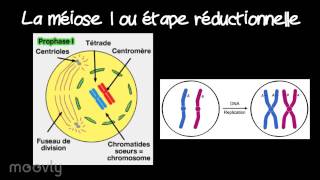 La méiose [upl. by Gorden]