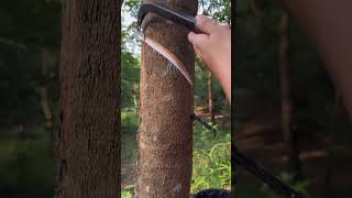 Rubber plant process🌴 rubberfarming satisfying rubberwood rubber woodworking rubbertapping [upl. by Nnylahs728]