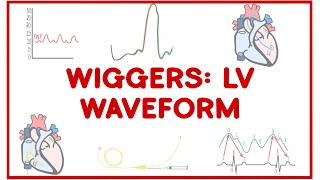 Wiggers Diagram LEFT VENTRICULAR Waveform [upl. by Ecinaej]