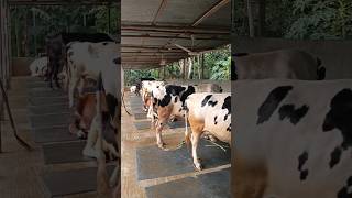 Dairy cow husbandry method cow dairy shorts [upl. by Pollack308]