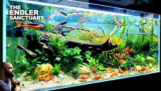 The Endler Sanctuary EPIC 4ft Natural Style Aquarium aquascape tutorial [upl. by Ashla]