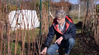 Le Potager du Paresseux  une visite le 19 février 2017 [upl. by Adara346]