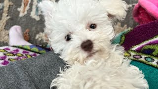 Welcoming Our New Bichon Frise Puppy Coco to Our Family [upl. by Liahus]