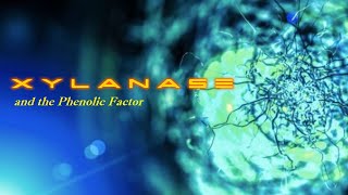 Xylanase and the phenolic factor [upl. by Ruckman929]