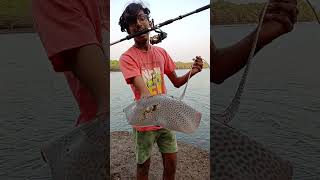 Beautiful Stingray Caught While BaitFishing Leopard Ray  Fishing In Goa stingray leopardray goa [upl. by Claudine712]