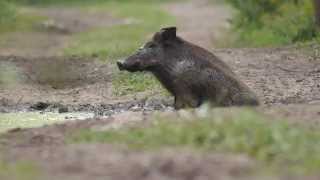 sanglier à la bauge en foret de Fontainebleau [upl. by Ibba552]