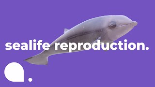 How Fish Reproduce  Exploring the Deep Blue Ep 5 [upl. by Meneau]