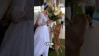 ESSE CACHORRINHO ROUBOU A ATENÇÃO DE TODOS NESSE CASAMENTO [upl. by Ajnek]