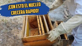 Como pasar un núcleo de abejas a una colmena sin tanto estres 🐝 [upl. by Nolaj]