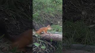 Who Will Eat the Watermelon in the Forest wildlife trailcamera [upl. by Kcirderf]