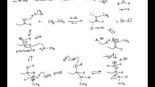 Imine Formation from an Aldehyde and Primary Amine in Organic Chemistry [upl. by Gruver461]