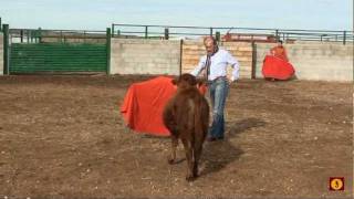 TOROEL TV Ganadería Hijas de Ovidio Villa SC [upl. by Grizelda]