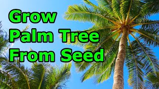 How to Grow Palm Trees from Seeds  THE SIMPLE AND EASY WAY [upl. by Abernon]