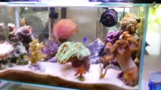 Copy of Fluval Edge 6 gallon nano saltwater reef fish tank FULLY PACKED  Nov 3 2013 [upl. by Nauq746]