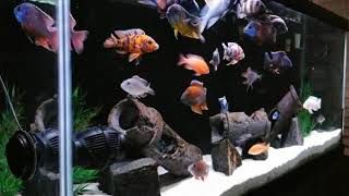 My 75 Gallon African Cichlid PeacockHap Show Tank African Cichlids [upl. by Lesna]