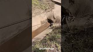 Pulling a tire to clean a pipe Thông ống thoát nước bằng vỏ xe cũ diy omg shorts drainage [upl. by Airyk]