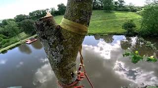 Massive 3 Stem Tulip Poplar Removal [upl. by Lyndsie673]