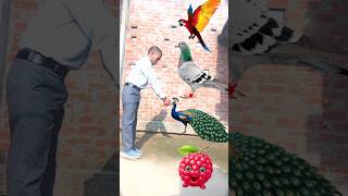 Rounding parrot🦜 peason peacock 🦚😂 shorts shortsfeed trendingshorts funny [upl. by Znarf864]