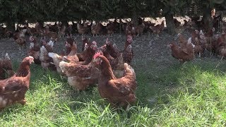 La tutela del benessere nellallevamento di galline ovaiole [upl. by Baiss847]