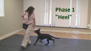 How to Train a Dog to quotHeelquot K91com [upl. by Wesa]