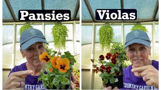 What’s YOUR Pick  Pansies or Violas or Both 🤷🏼‍♀️👩🏼‍🌾 [upl. by Weld246]