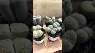 LithopsAltman Plants8 pack Amazon lithops amazon flowering lithop plantlife plantcollection [upl. by Asseniv885]