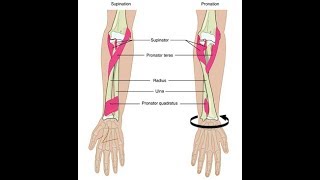 Wrist supination and pronation exercises [upl. by Berry]