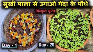 सुखी माला से उगाओ गेंदे के पौधे बिल्कुल मुफ्त ll Grow Marigold Plant Free of Cost ll Marigold Seeds [upl. by Sokairyk924]