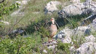 Jarebica kamenjarka  Alectoris graeca  Rock partridge [upl. by Osmen]