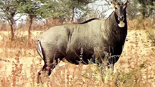 Angry Big bull Nilgai or blue bull Boselaphus tragocamelus face to face at Pohara jungle [upl. by Perrie534]