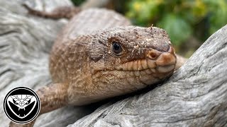 Basic set up care Gidgee skink [upl. by Jarrod]