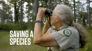 Saving a Species Translocating the Endangered RedCockaded Woodpecker with Texas AampM Forest Service [upl. by Paulsen]