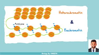 Heterochromatin and Euchromatin [upl. by Ettennad768]