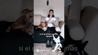 Interpretando el Gruñido de tu Perro educacioncanina perros comportamientocanino [upl. by Immij424]