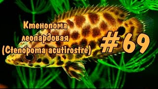 69 Ктенопома леопардовая Ctenopoma acutirostre [upl. by Dennie]