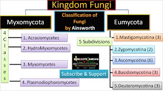 Ainsworth Classification of Fungi with Example  biologyexams4u [upl. by Stanfield]