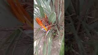 Ave do Paraíso  Strelitzia reginae plantas plantsmakepeoplehappy natureshorts [upl. by Buonomo437]