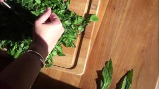 pesto ail des ours [upl. by Nek181]