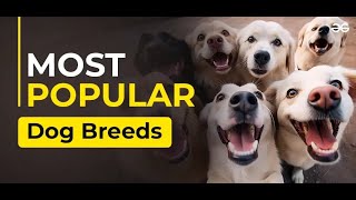 10 Most Popular Dog Breeds You Need to Know [upl. by Kristofor144]