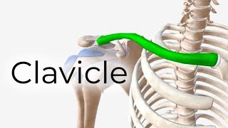 Clavicle Anatomy  General features osteology Attachments Side determination Clinical attachment [upl. by Ynes297]