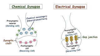 Synapse  Chemical And Electrical Synapse  How Does It Work [upl. by Lecroy]