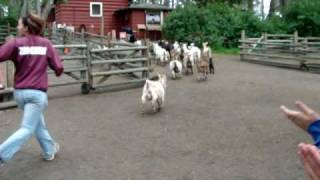 Goat Run Beacon Hill Park May 2010 [upl. by Eudo]