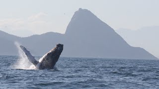 Baleias dando um show no mar do Rio de Janeiro [upl. by Pearlman]